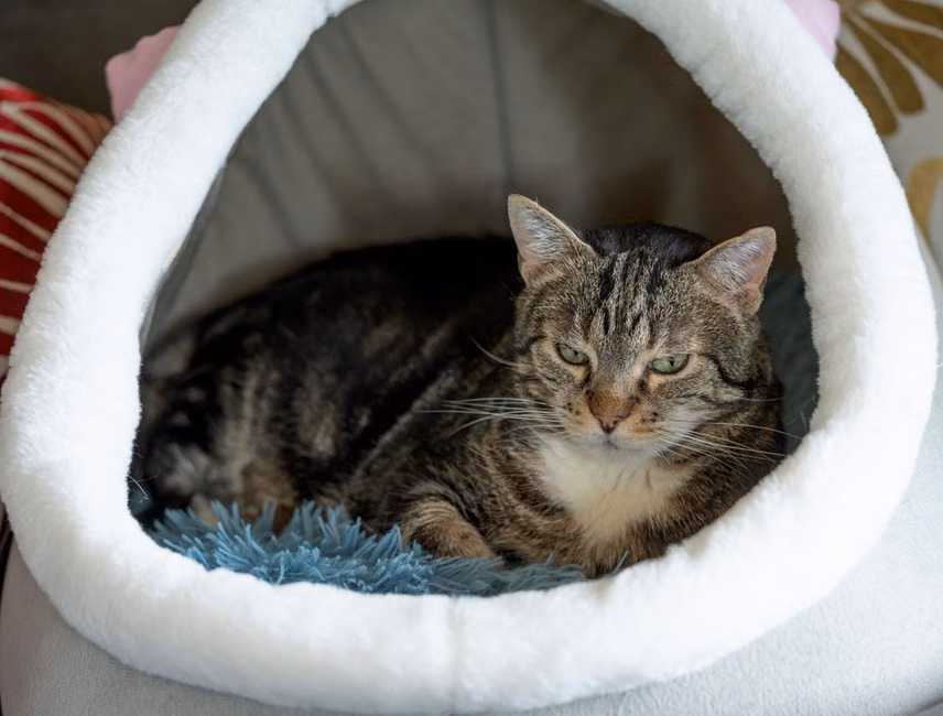 Cama Iglu para Gatos